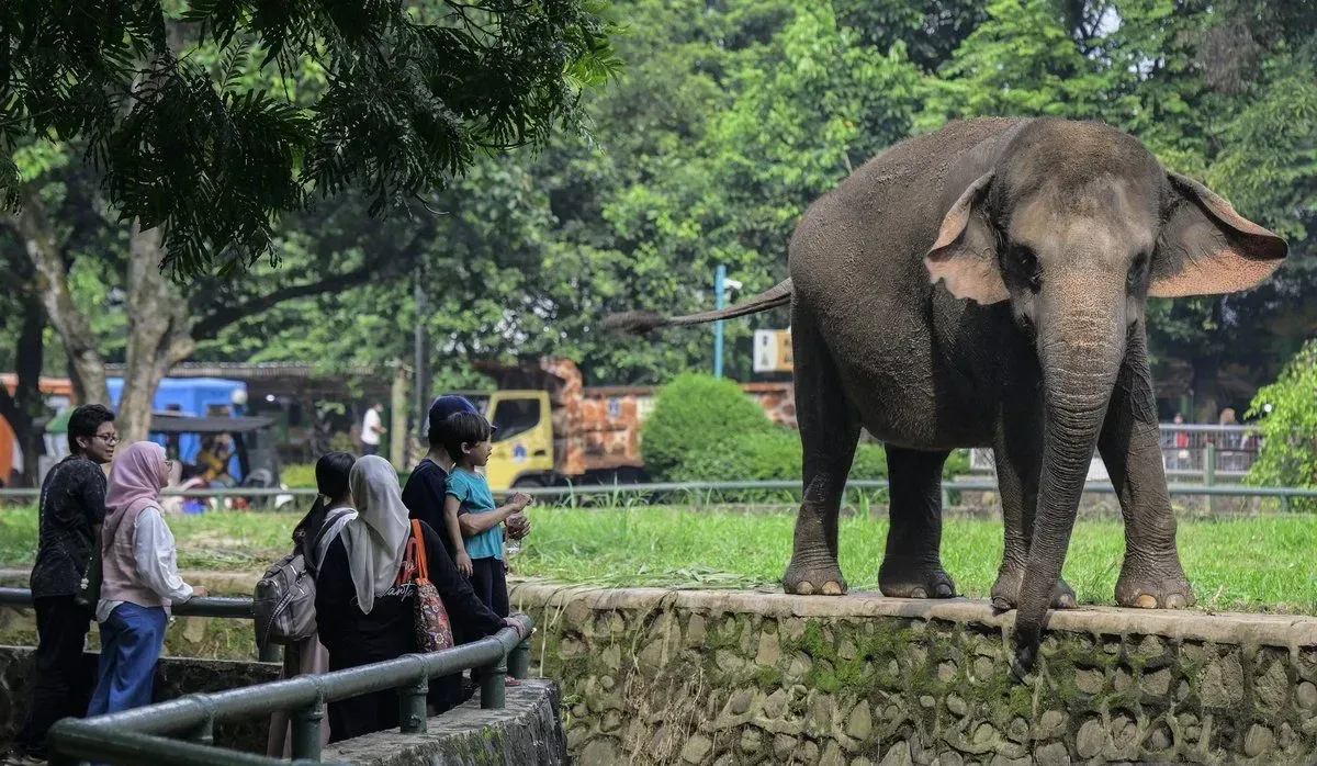 Wisata Malam di Ragunan Resmi Dibuka, Catat Jadwal dan Tarif Tiketnya